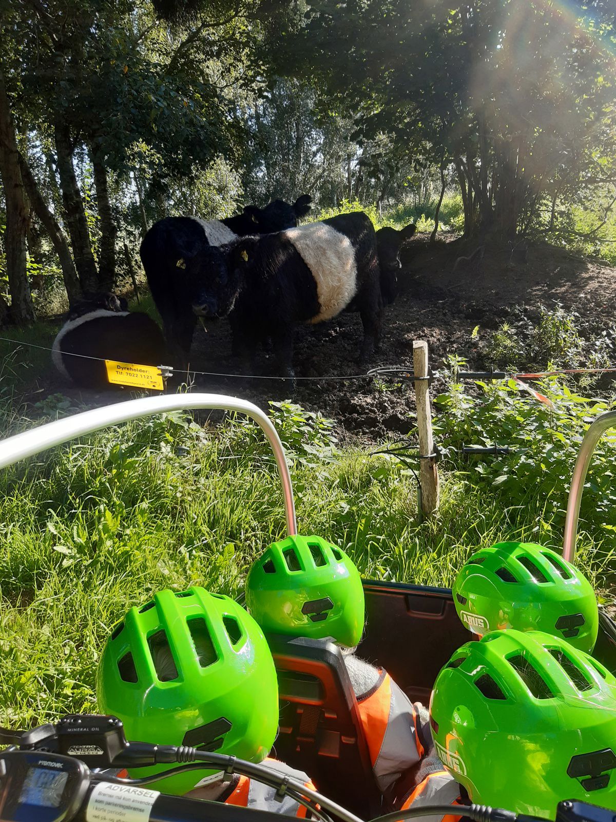 Børn fra Tjærbyvejens Vuggestue kigger på køer