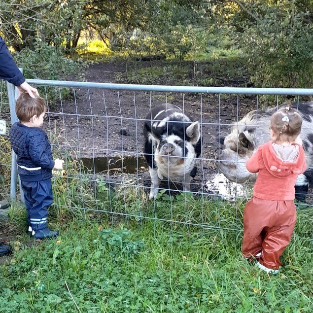 Børn fra Tjærbyvejens Vuggestue kigger på grise