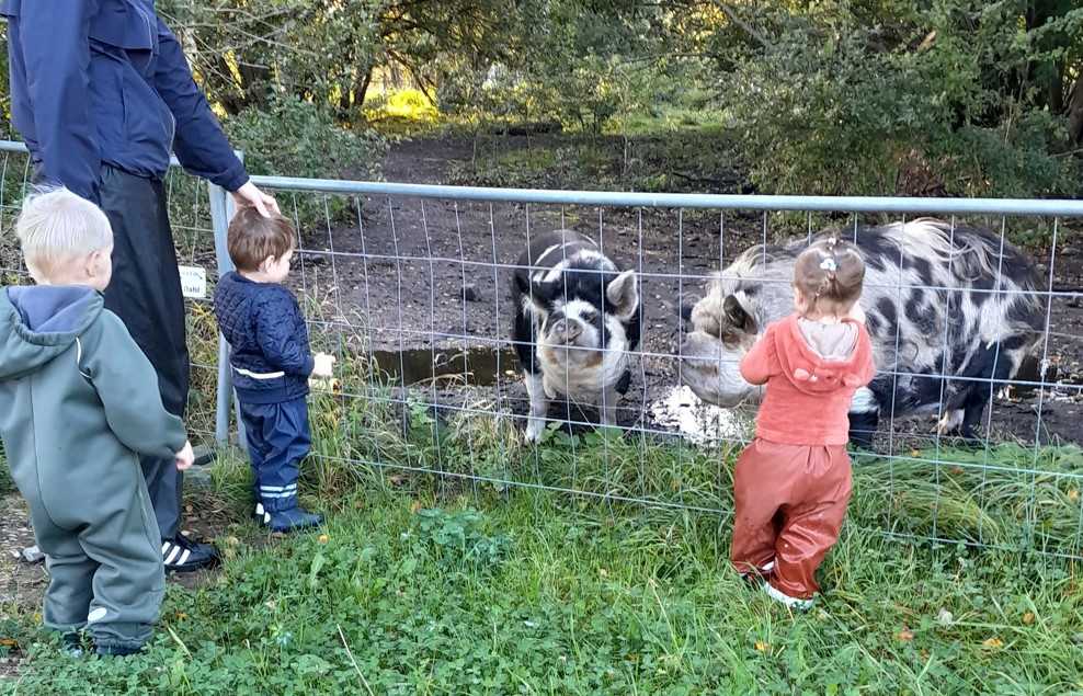 Børn fra Tjærbyvejens Vuggestue kigger på grise