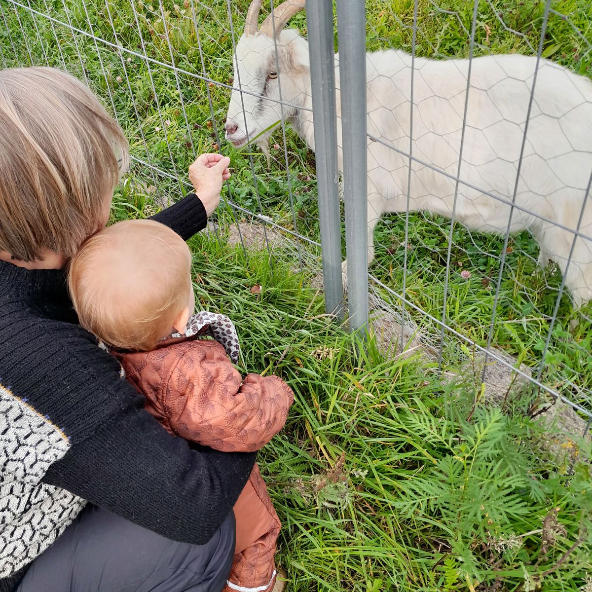 Barn og voksen fra Tjærbyvejens Vuggestue kigger på ged