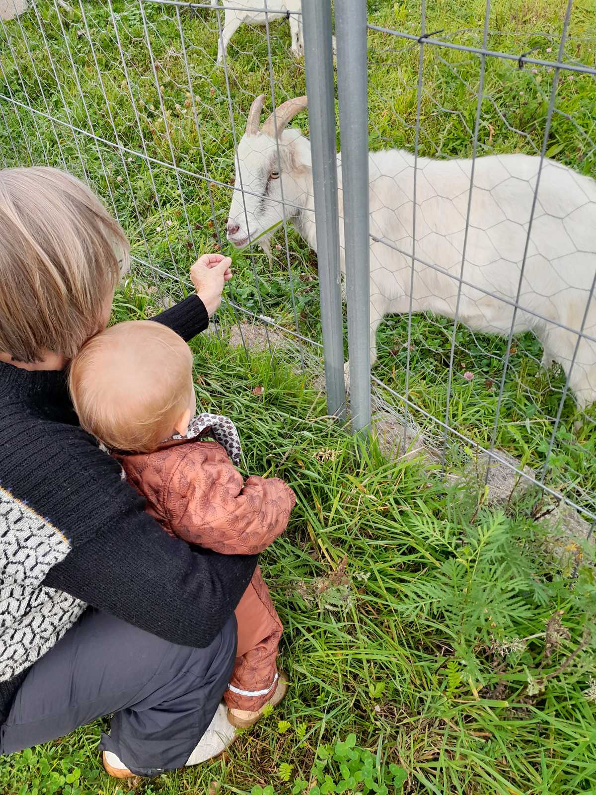 Barn og voksen fra Tjærbyvejens Vuggestue kigger på ged