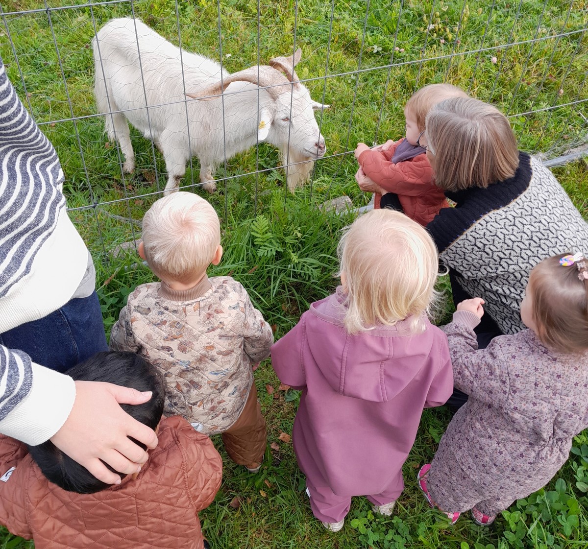 Børn fra Tjærbyvejens Vuggestue kigger på ged