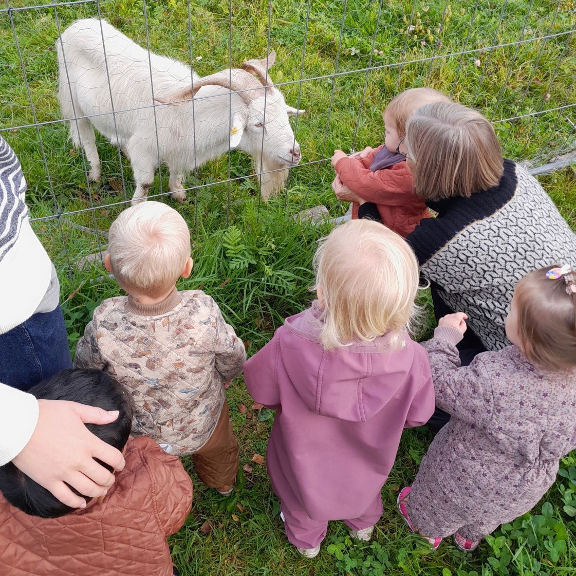 Børn fra Tjærbyvejens Vuggestue kigger på ged