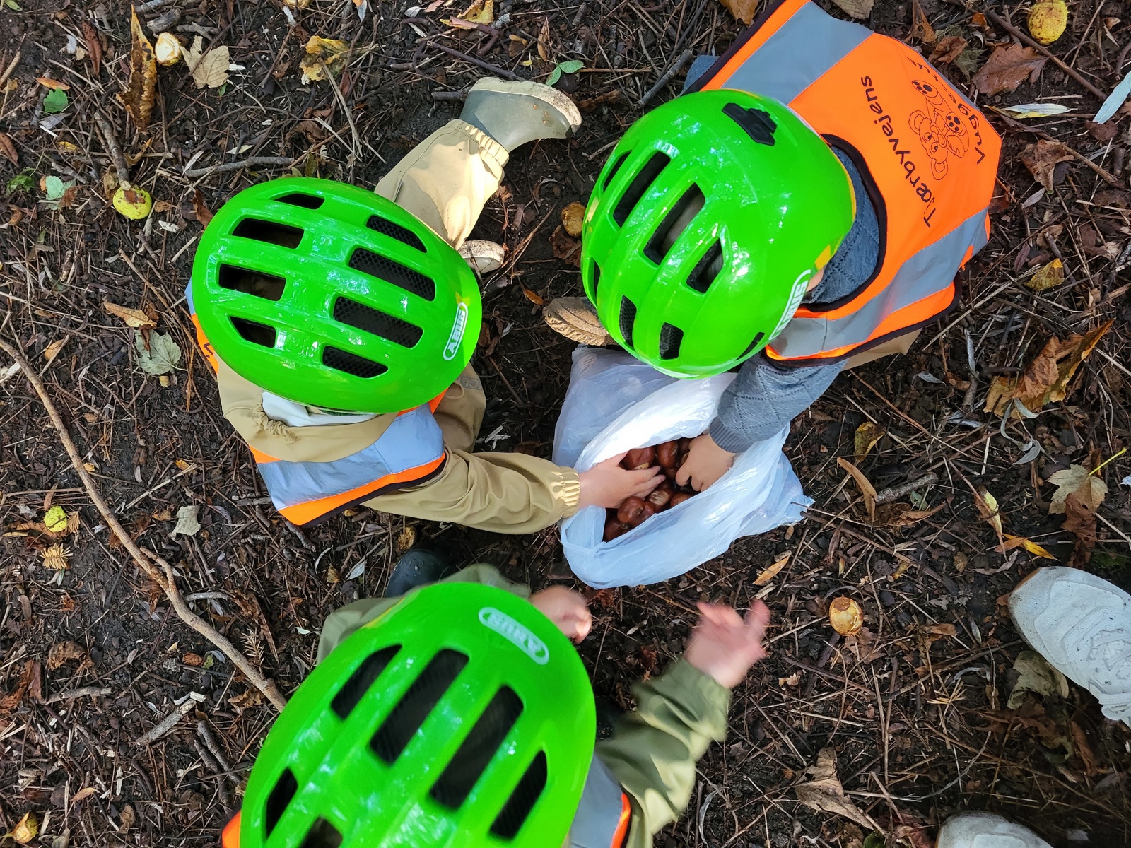 Børn fra Tjærbyvejens Vuggestue kigger på kastanjer